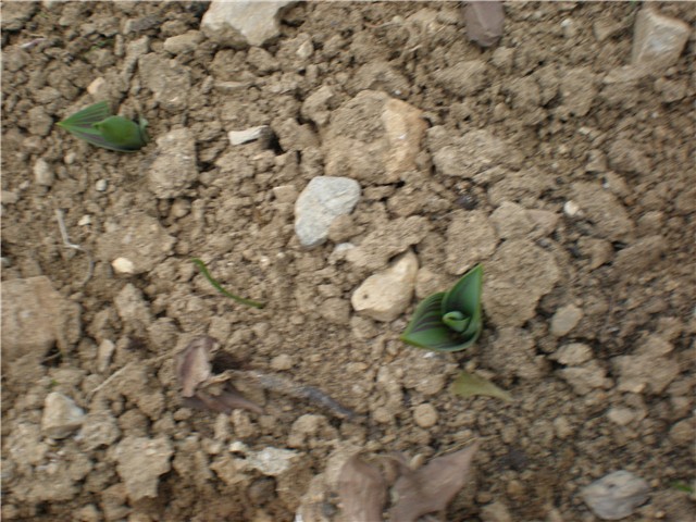 cviće